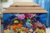 অ্যাকোয়ারিয়াম/Aquarium